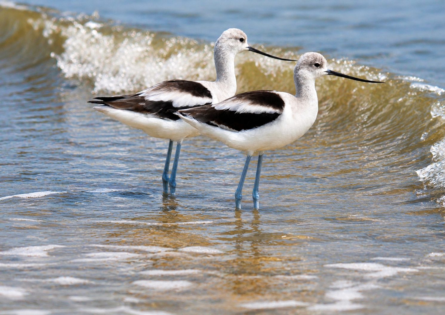 Birding Tours 10000 Islands