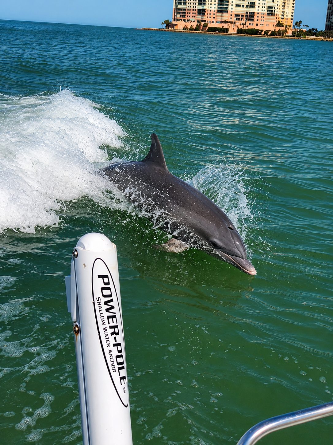 Dolphin Birding Shelling Tour Marco Island