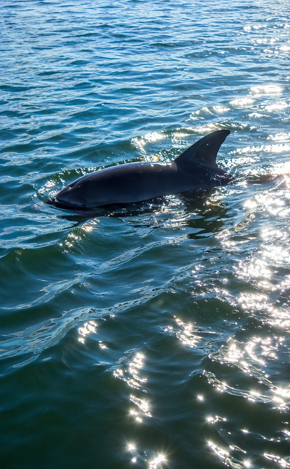 Dolphins 10000 Islands