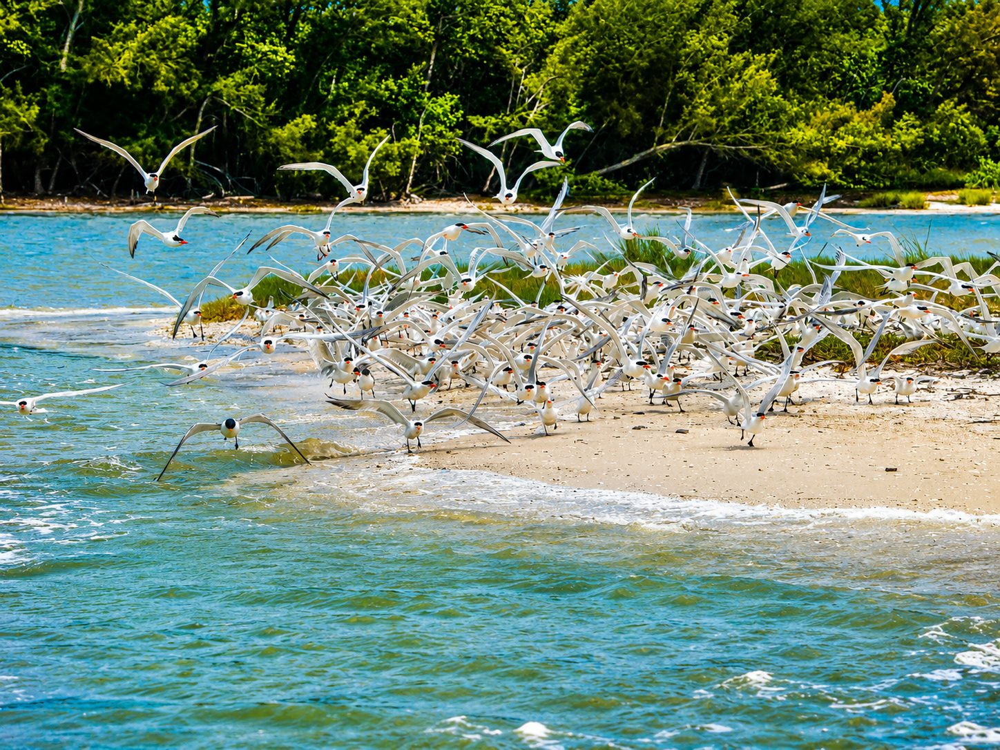 Barrier Island Florida
