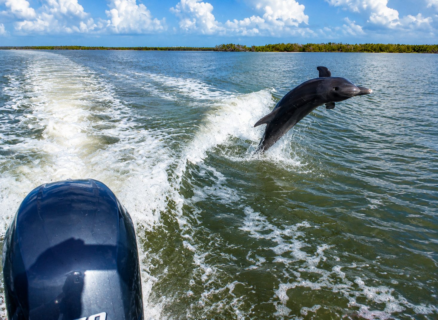 Bottlenose Dolphins 10000 Islands