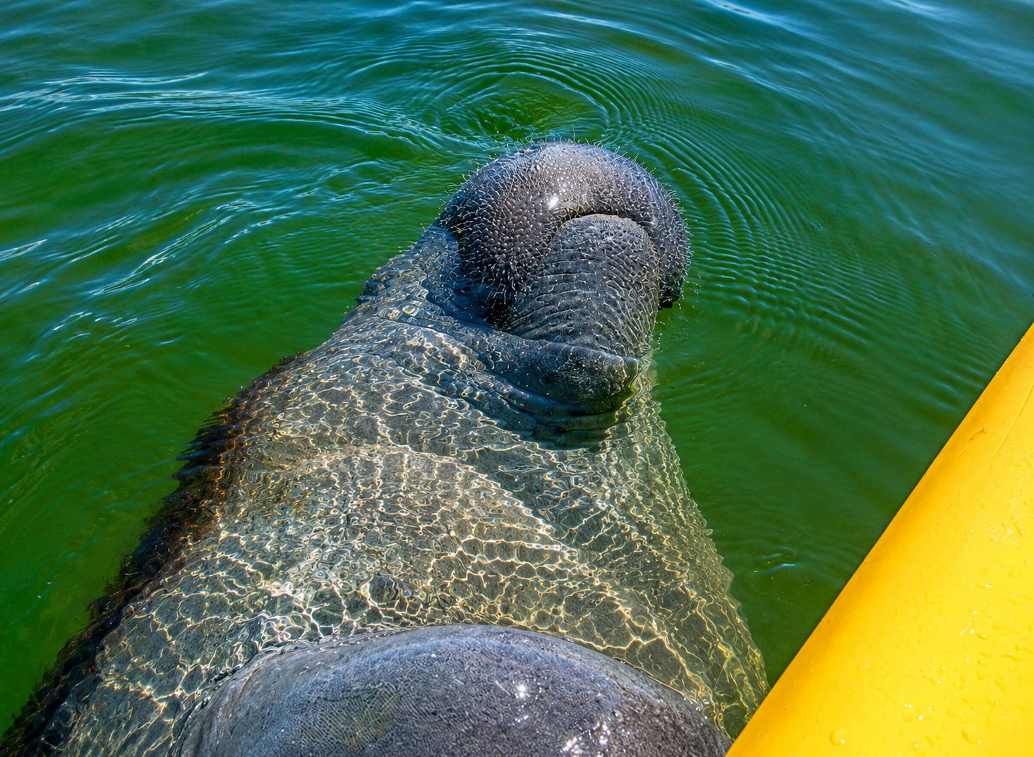 Manatee 10000 Islands
