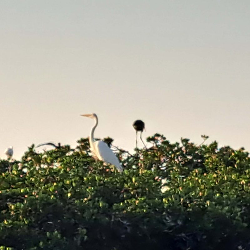 Mangrove Tunnel Kayak
