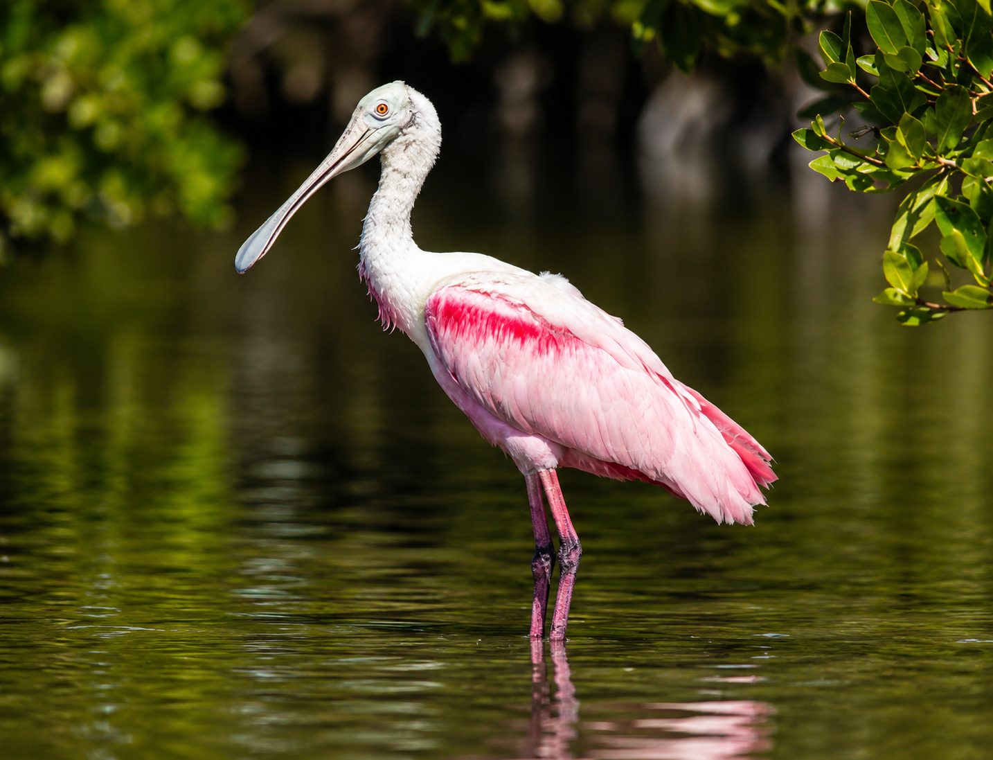 Roseate Spoonbill