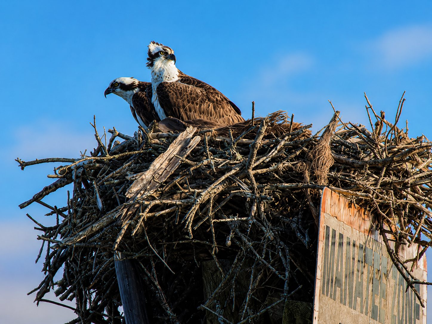 Osprey Florida