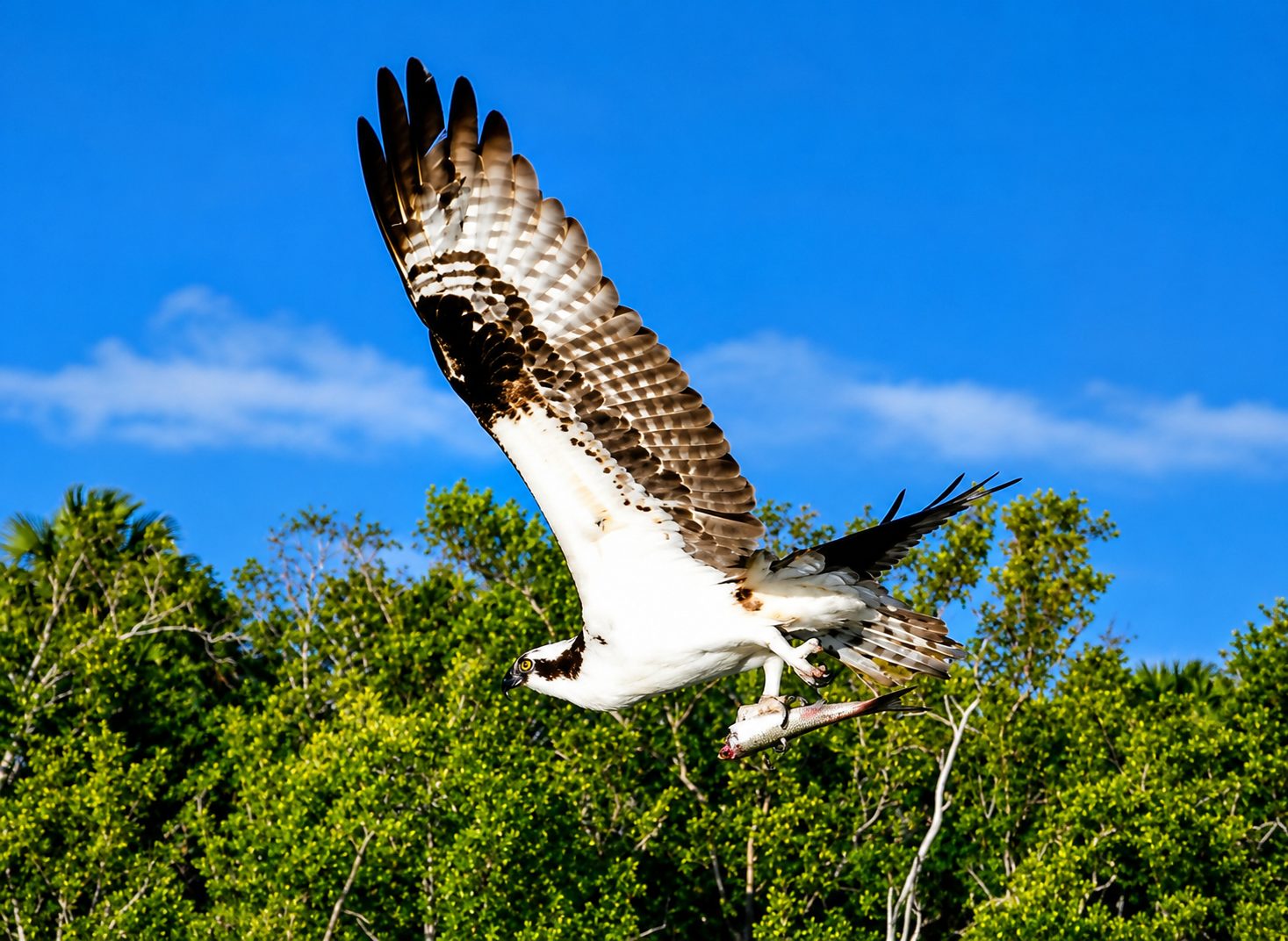 Bald Eagle Marco Island