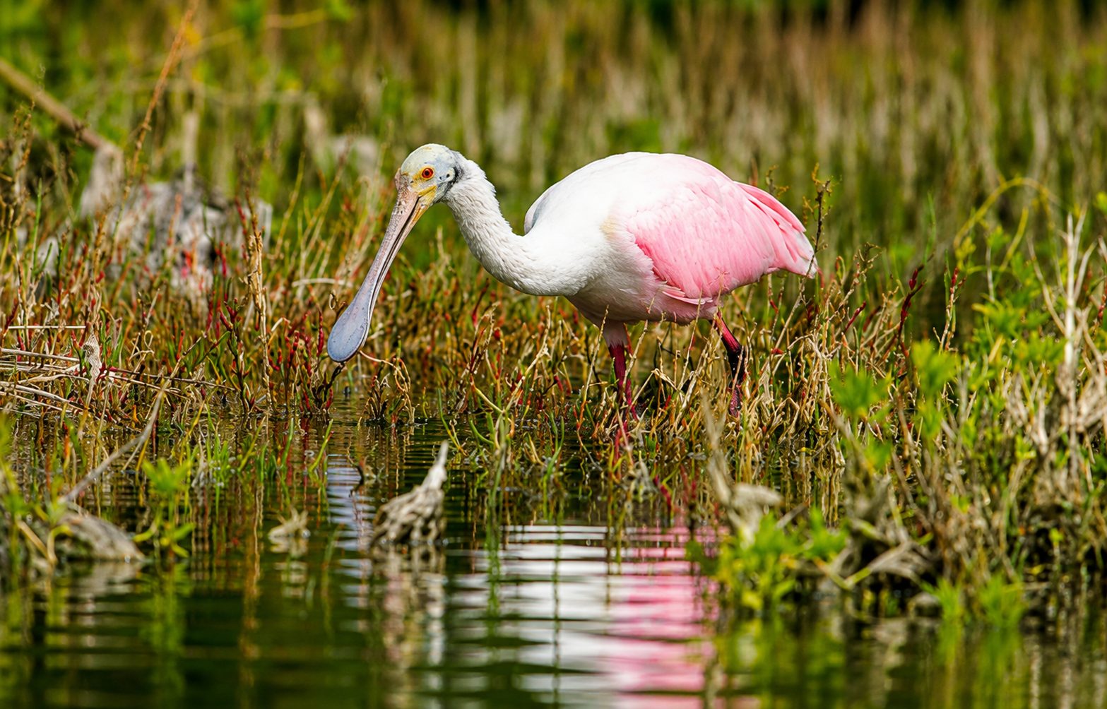 Roseate Spoonbill Florida