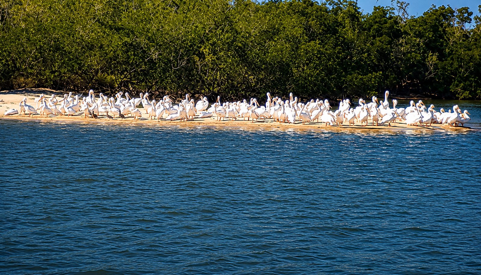 Rare Birding